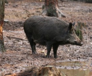 Polowanie na dzika odyńca