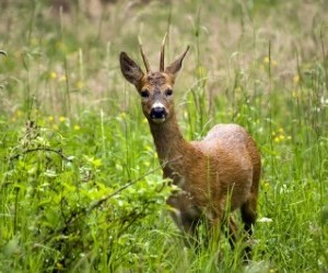 Polowanie na kozła 