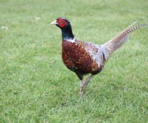 Pheasants hunting