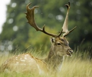 Fallow Deer hunting