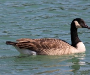 Goose huntings