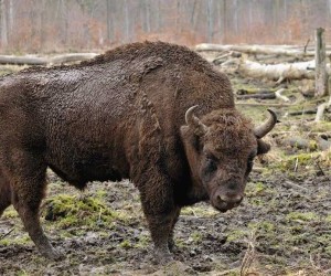 European Bison hunting